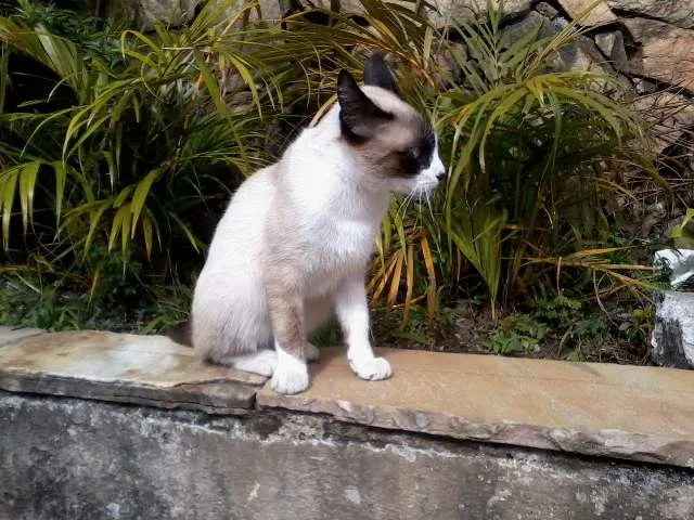 Gato ra a SRD idade 2 a 6 meses nome Não possui ainda
