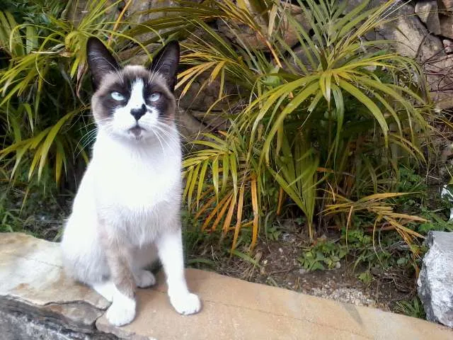 Gato ra a SRD idade 2 a 6 meses nome Não possui ainda