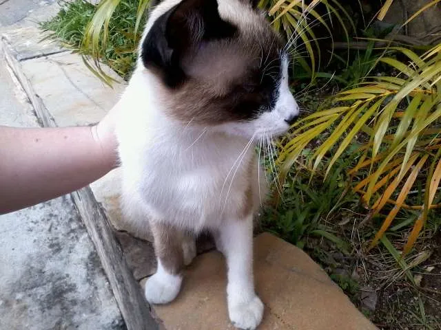 Gato ra a SRD idade 2 a 6 meses nome Não possui ainda