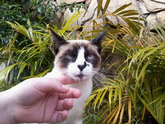 Gato ra a SRD idade 2 a 6 meses nome Não possui ainda