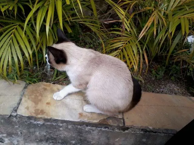 Gato ra a SRD idade 2 a 6 meses nome Não possui ainda
