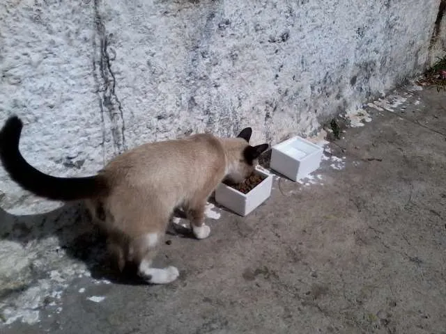 Gato ra a SRD idade 2 a 6 meses nome Não possui ainda