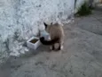 Não possui ainda