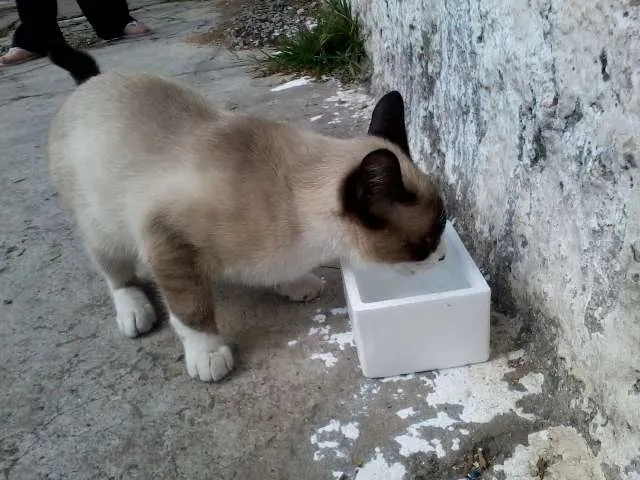 Gato ra a SRD idade 2 a 6 meses nome Não possui ainda