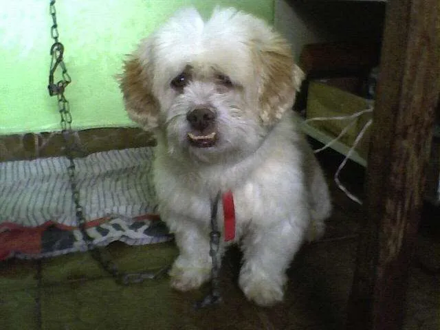 Cachorro ra a ilhasa-apso idade 1 ano nome sem nome