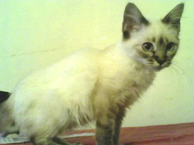 Gato ra a siamesinha idade 2 a 6 meses nome sem nome