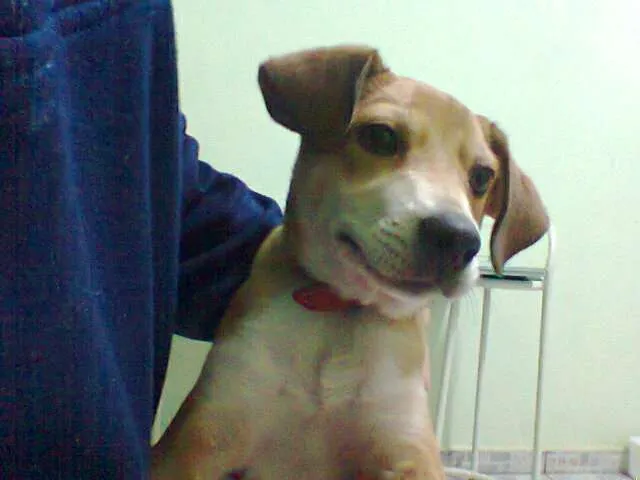 Cachorro ra a SRD idade 2 a 6 meses nome Joe