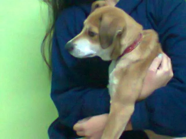 Cachorro ra a SRD idade 2 a 6 meses nome Joe