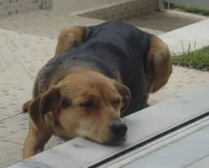 Cachorro raça SRD idade 2 anos nome Sem Nome