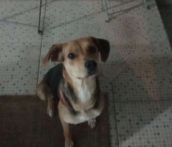 Cachorro raça SRD idade 2 anos nome Sem Nome