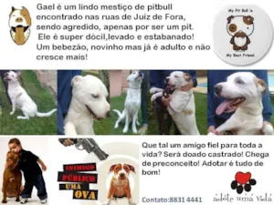 Cachorro raça SRD idade 2 anos nome Gael