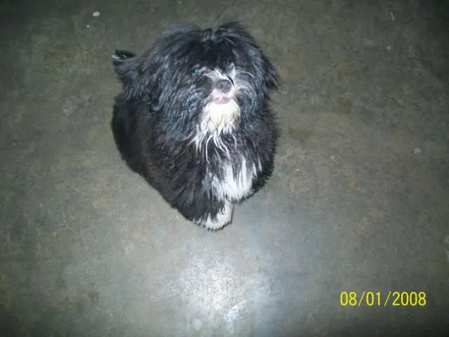 Cachorro ra a Lhasa Apso tosada idade 7 a 11 meses nome babi GRATIFICA
