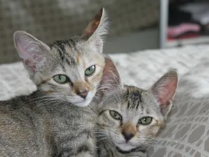 Gato raça SRD idade 2 a 6 meses nome Bolachinha e Paçoqu