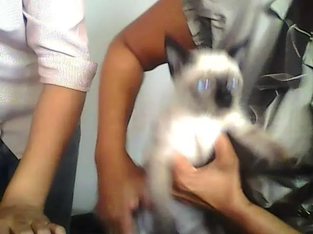 Gato raça siames idade 2 a 6 meses nome Tudinho