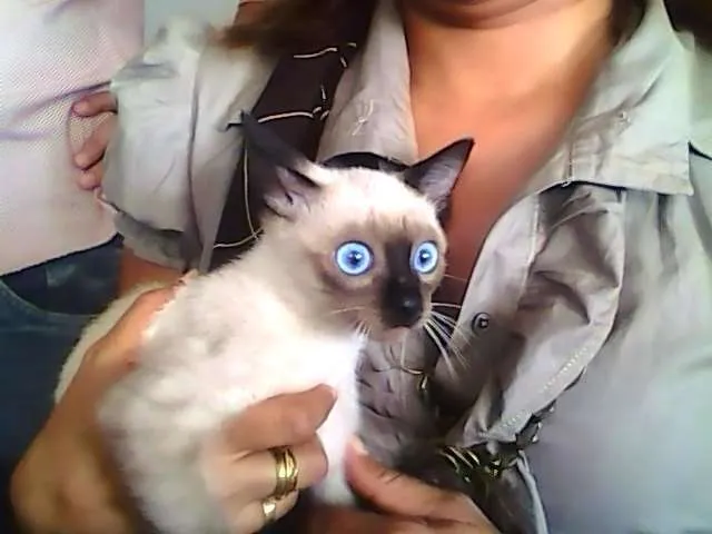 Gato raça siames idade 2 a 6 meses nome Tudinho
