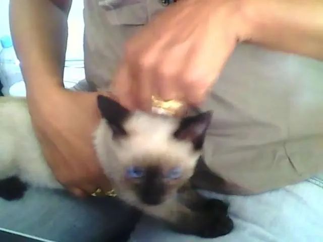 Gato raça siames idade 2 a 6 meses nome Tudinho
