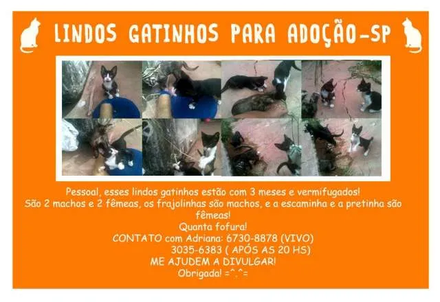 Gato ra a srd idade 2 a 6 meses nome filhotes