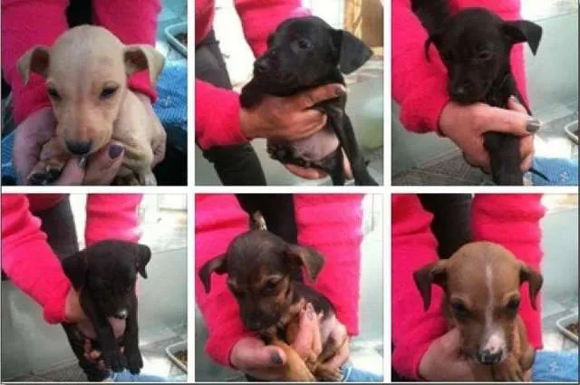 Cachorro ra a vira-lata idade Abaixo de 2 meses nome costelinha, chorona