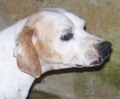 Cachorro ra a indefinida idade 6 ou mais anos nome Nit