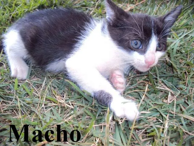 Gato ra a MIX idade Abaixo de 2 meses nome Lindos