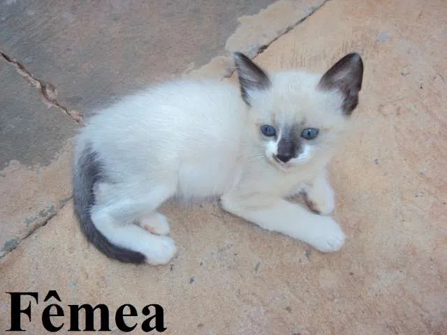 Gato ra a MIX idade Abaixo de 2 meses nome Lindos