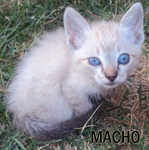 Gato ra a MIX idade Abaixo de 2 meses nome Lindos
