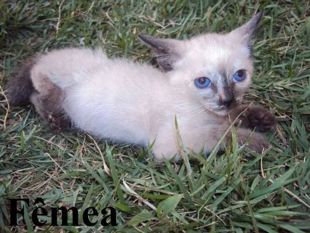 Gato ra a MIX idade Abaixo de 2 meses nome Lindos