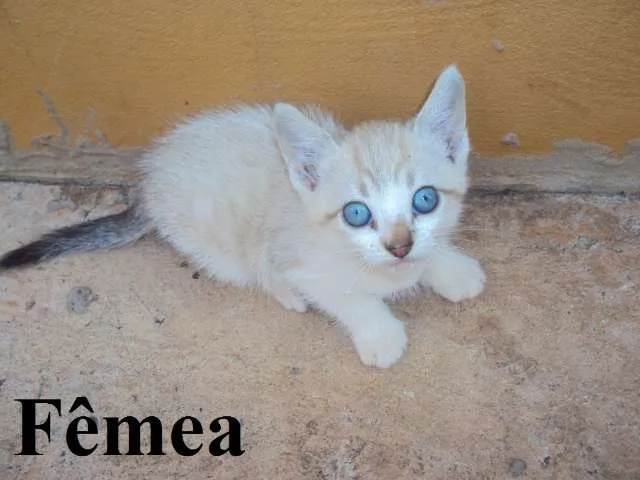 Gato ra a MIX idade Abaixo de 2 meses nome Lindos