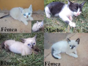 Gato raça MIX idade Abaixo de 2 meses nome Lindos