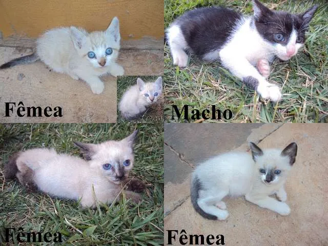 Gato ra a MIX idade Abaixo de 2 meses nome Lindos