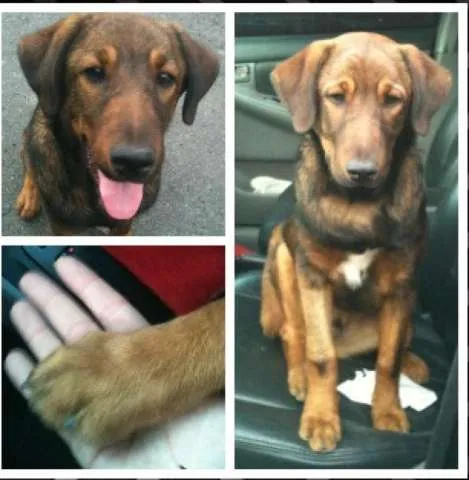 Cachorro ra a Pastor Alemão com Fila Brasileiro idade 2 a 6 meses nome Teco