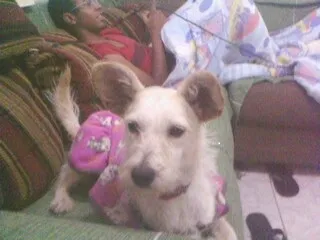 Cachorro ra a SRD idade 1 ano nome luna