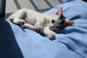 Gato raça Mix idade 2 a 6 meses nome Pipoca ALCALINA