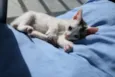Pipoca ALCALINA