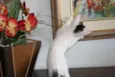 Pipoca ALCALINA