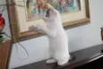 Pipoca ALCALINA