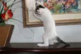 Pipoca ALCALINA