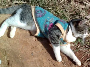 Gato raça SRD idade  nome TITO