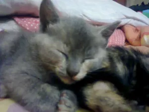 Gato raça SRD idade Abaixo de 2 meses nome Cinza