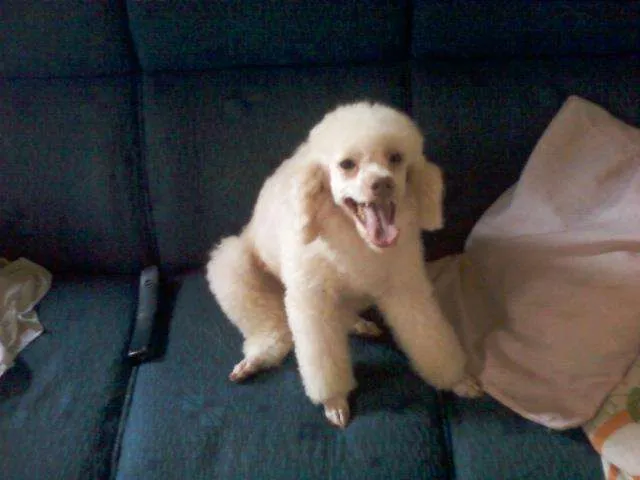 Cachorro ra a Poodle idade 4 anos nome ZÉ E MORENA