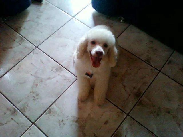 Cachorro ra a Poodle idade 4 anos nome ZÉ E MORENA
