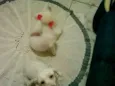 ZÉ E MORENA