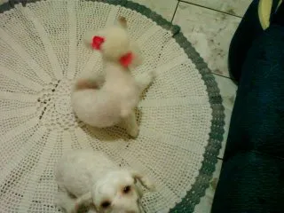 Cachorro ra a Poodle idade 4 anos nome ZÉ E MORENA