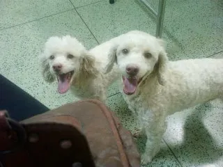 Cachorro ra a Poodle idade 4 anos nome ZÉ E MORENA