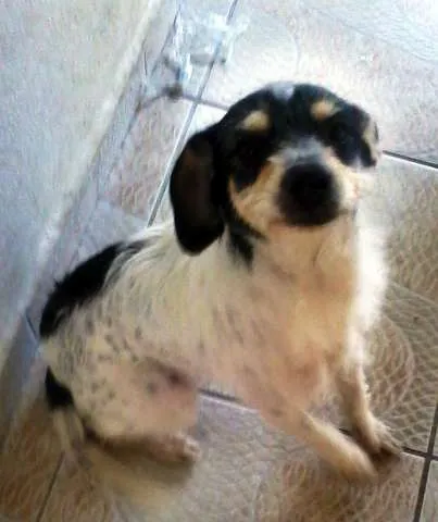 Cachorro ra a SRD idade 1 ano nome Einstein