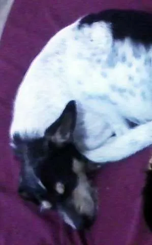 Cachorro ra a SRD idade 1 ano nome Einstein