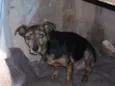 Nego