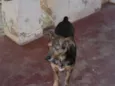 Nego