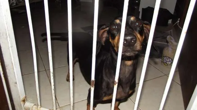 Cachorro ra a Dachshund idade 2 anos nome Zack