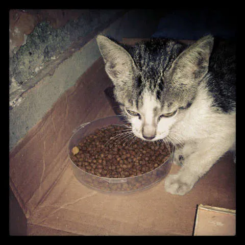 Gato ra a SRD idade Abaixo de 2 meses nome Filhote